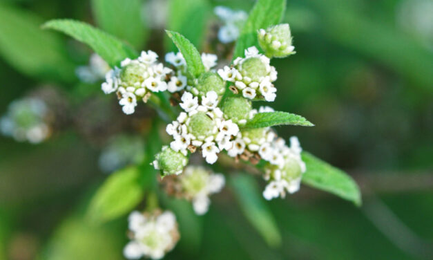 Como Fazer um Banho de Ervas com Folhas de Lippia javanica (Fever Tea) para Alívio de Congestão