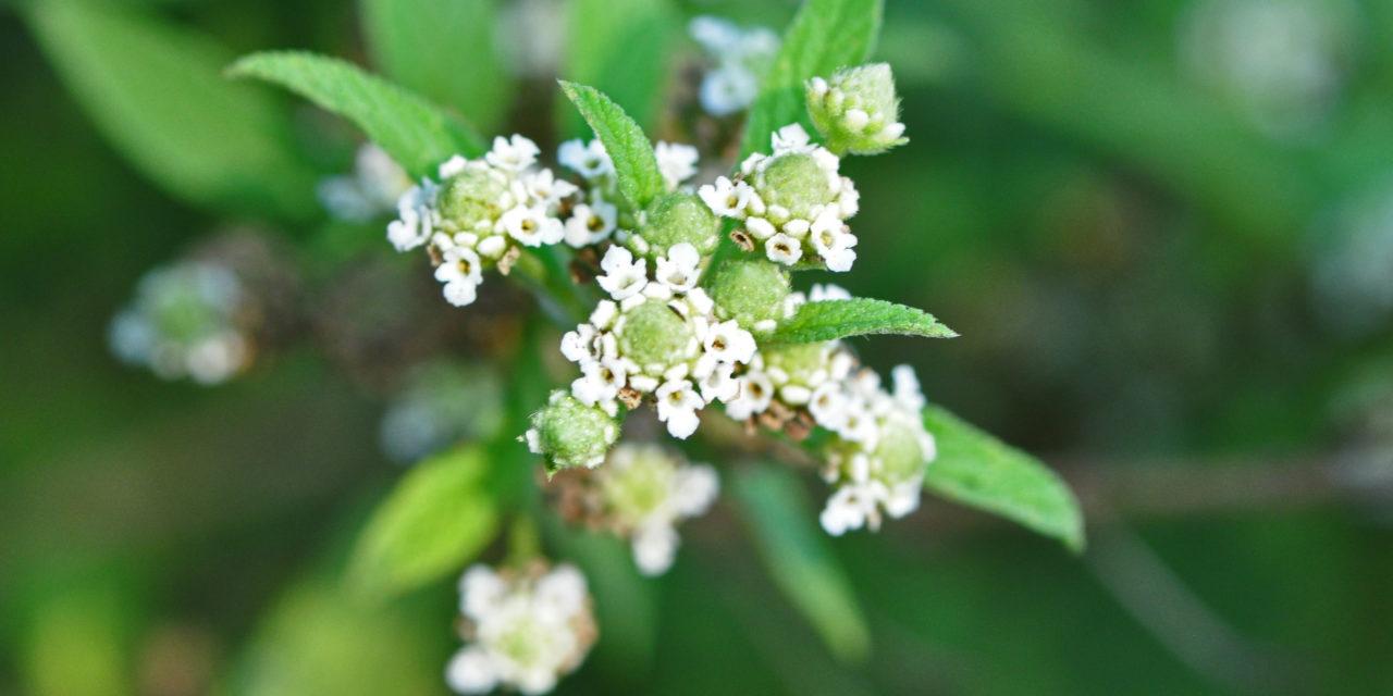 Como Fazer um Banho de Ervas com Folhas de Lippia javanica (Fever Tea) para Alívio de Congestão