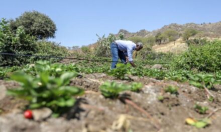 Governo cede gratuitamente terrenos a agricultores