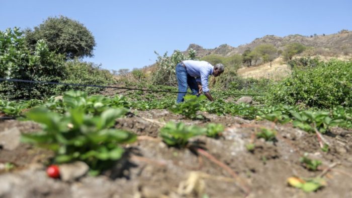 Governo cede gratuitamente terrenos a agricultores