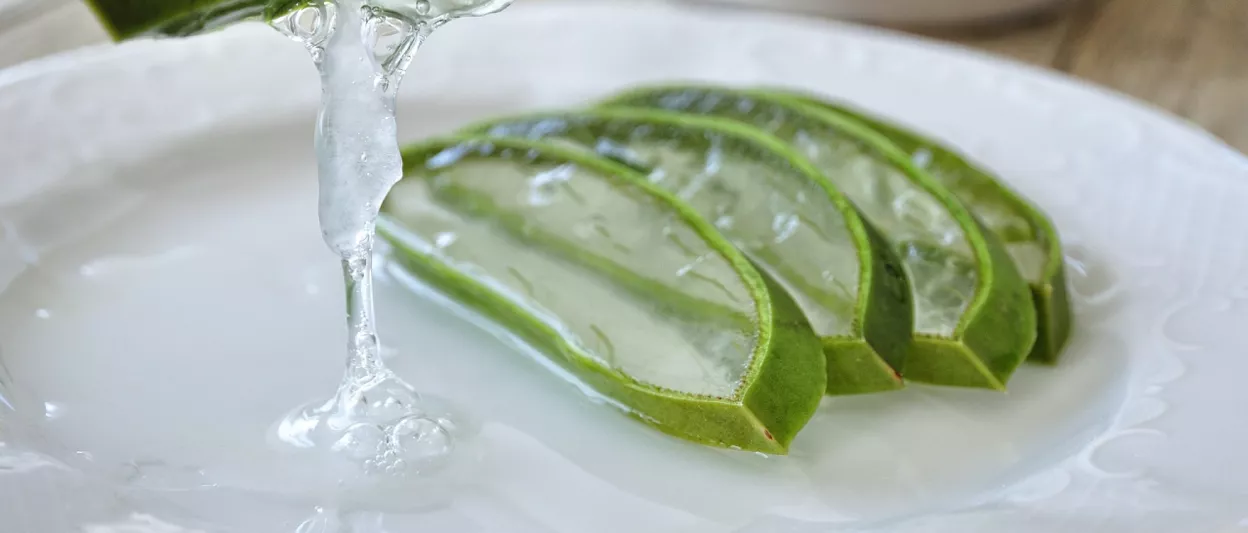 Como Preparar um Cataplasma de Aloe Vera para Queimaduras Solares Leves e Irritações da Pele