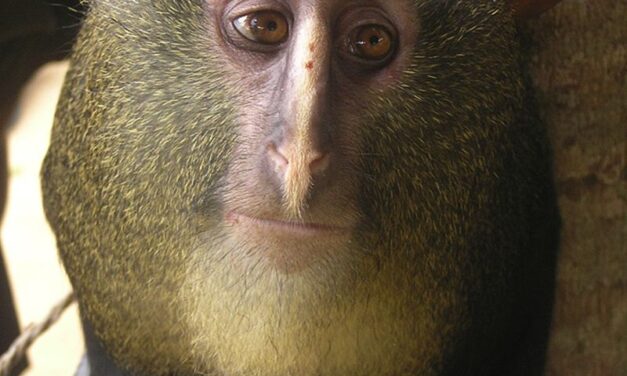 O Lesula: A Descoberta de um Primate Único na Floresta do Congo