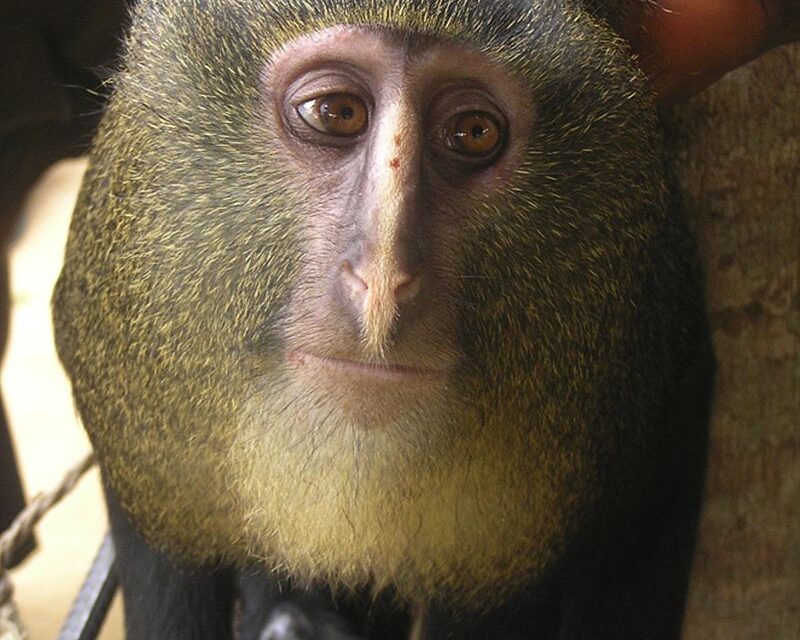O Lesula: A Descoberta de um Primate Único na Floresta do Congo