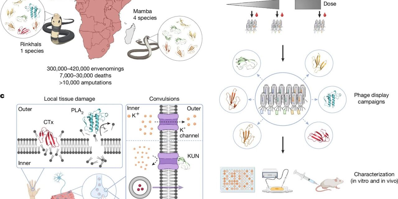 Novo Antiveneno Revolucionário Neutraliza Picadas de Quase Todas as Cobras Perigosas de África: Estudo