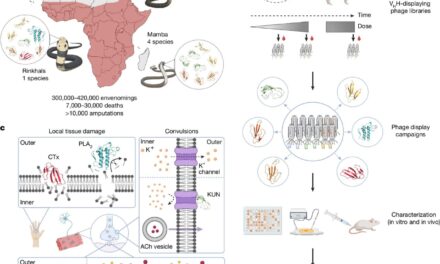 Novo Antiveneno Revolucionário Neutraliza Picadas de Quase Todas as Cobras Perigosas de África: Estudo